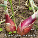 Shallot Roderique, Multi-sown Module With Pro Grower Plugs | Set of 20