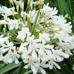 Agapanthus 'Arctic Star' - White African Lily - 9cm Pots | 1 x 9cm | White