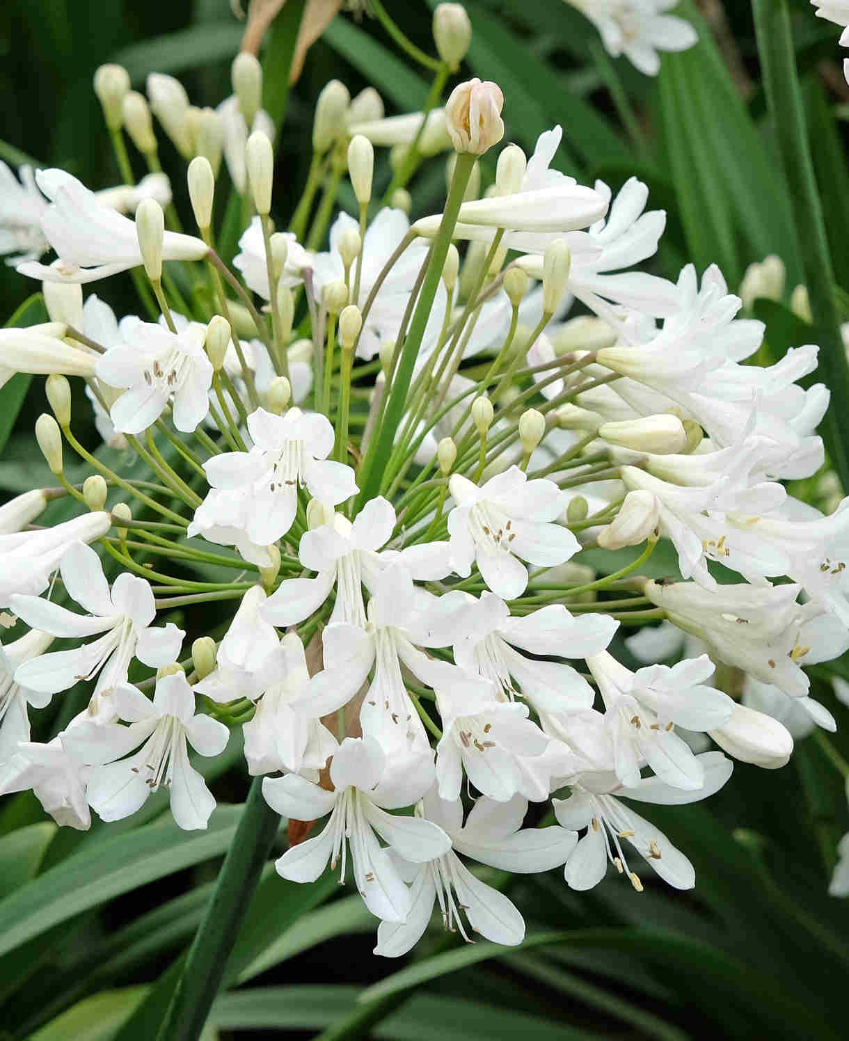 Agapanthus 'Arctic Star' - White African Lily - 9cm Pots | 1 x 9cm | White