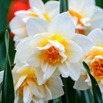 Hayloft Scented Narcissus Collection - 45 Bulbs
