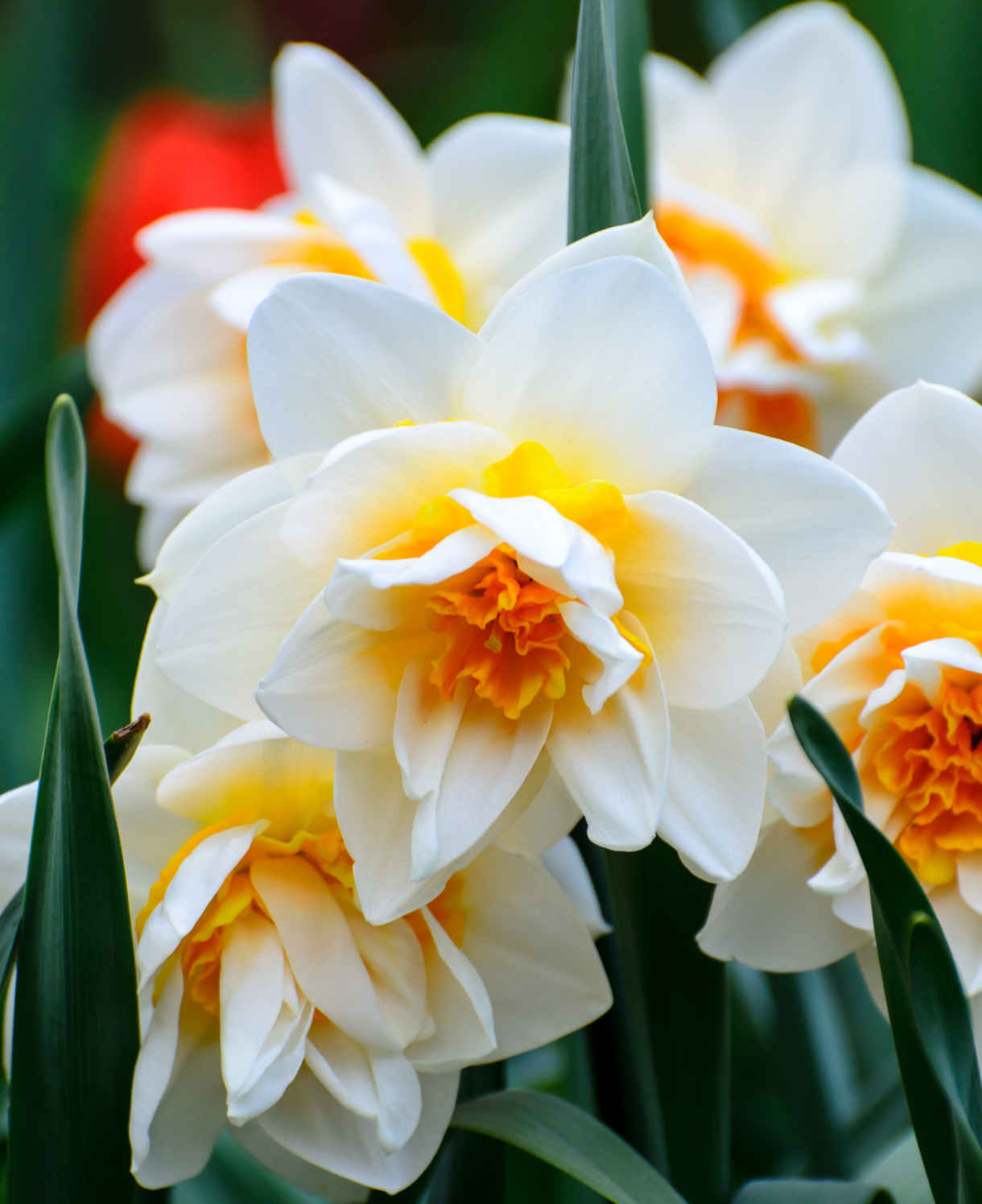 Hayloft Scented Narcissus Collection - 45 Bulbs