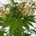 Japanese Maple - Acer Palmatum 'Katsura' - Height 60-70cm - ⌀19cm | Set-of-1 | Orange