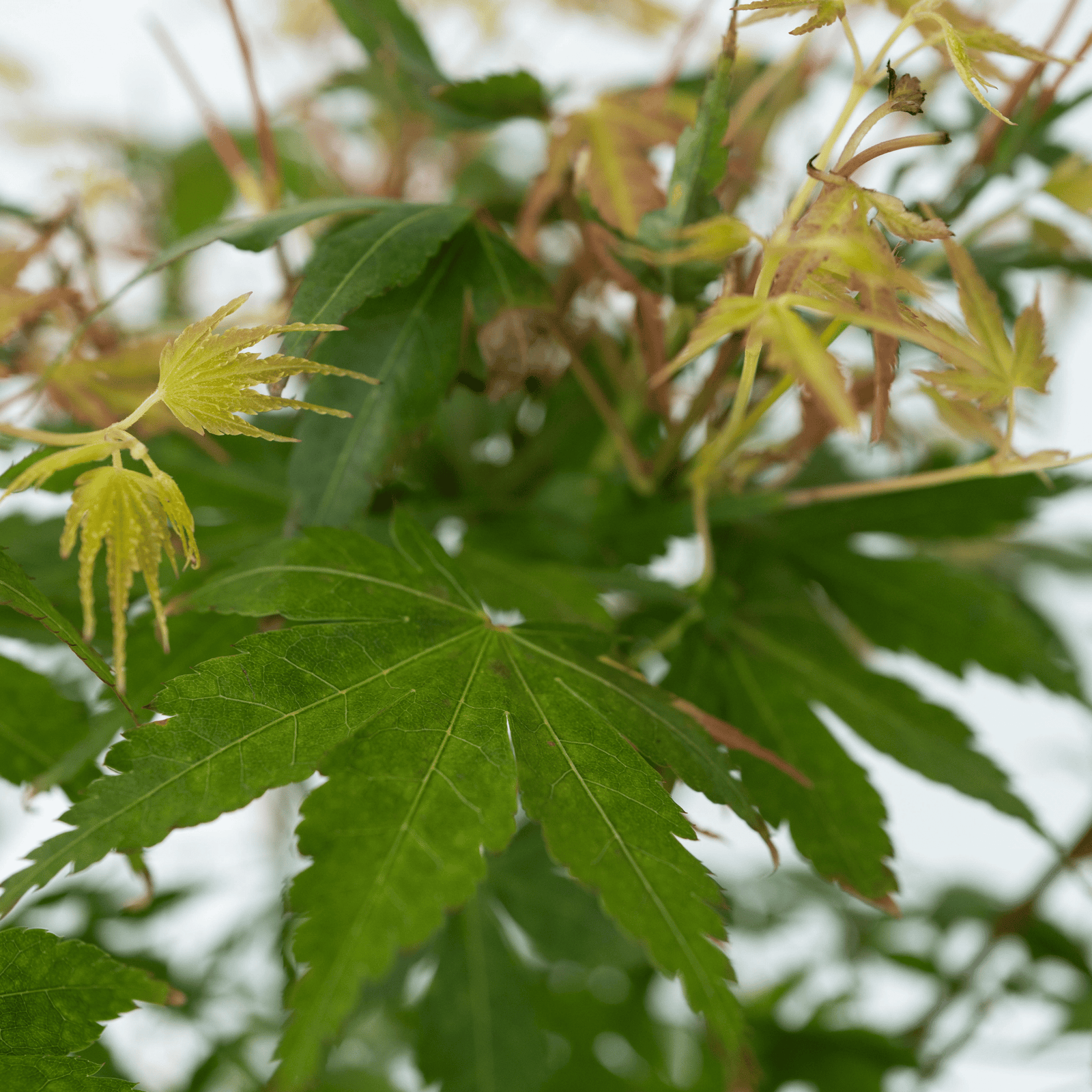 Japanese Maple - Acer Palmatum 'Katsura' - Height 60-70cm - ⌀19cm | Set of 1 | Orange