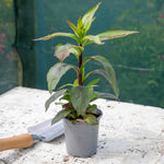 Lobelia 'starship Scarlet Bronze Leaf' Red Perennial For Borders And Pots | 3 x Jumbo Plugs | Red