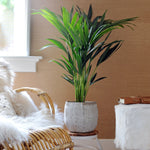 Kentia Palm - 2 Pcs. - Howea Forsteriana - Height 90-100cm - ⌀18cm | Set of 2 | Green
