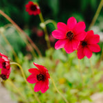 Hayloft Cosmos Atrosanguineus Cherry Chocolate - Breathtaking New Arrival Launched At Chelsea 3 X 9cm Pots