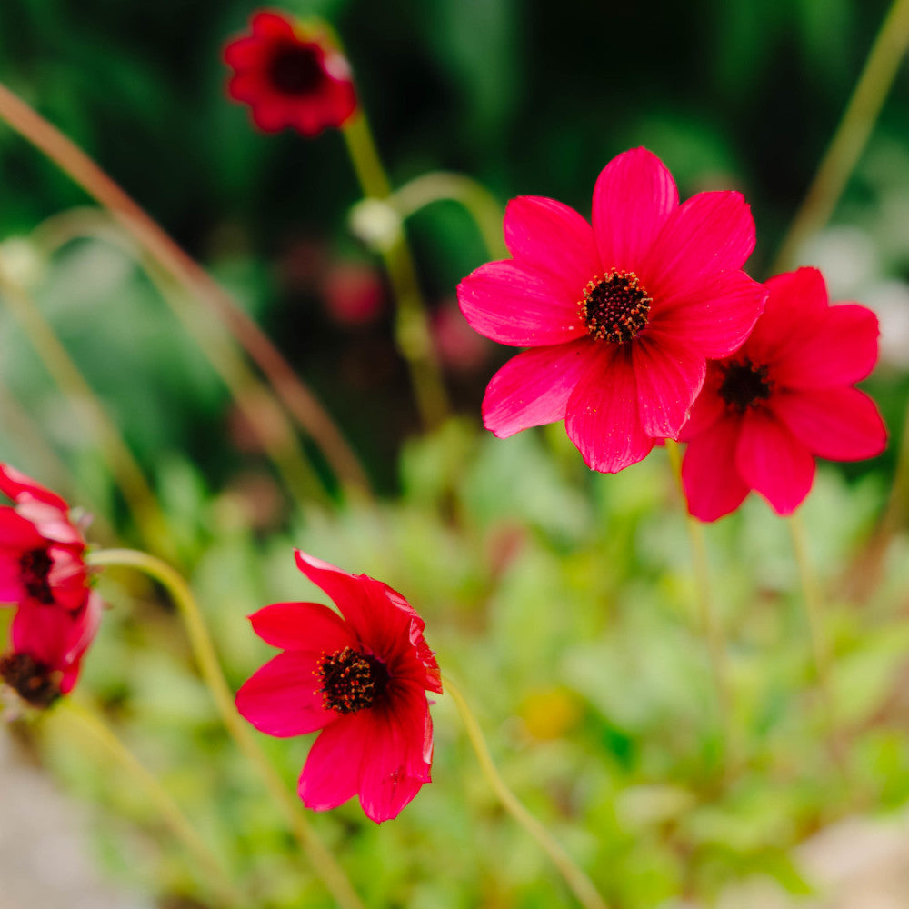 Cosmos Atrosanguineus Cherry Chocolate - 9cm Pot | 1 x 9cm | Hot Pink