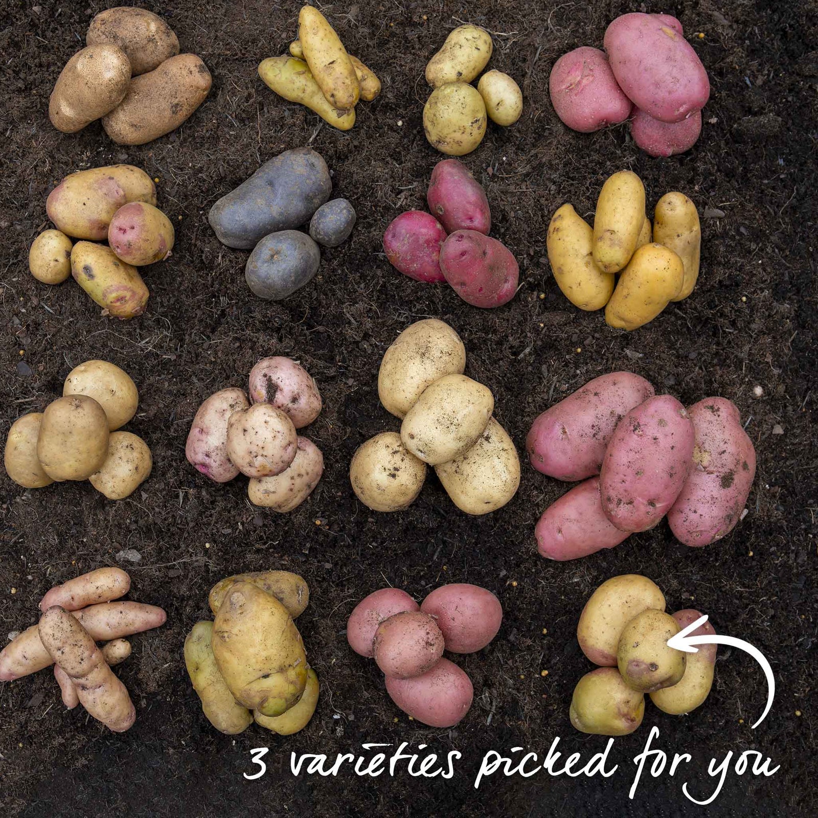 Seed Potato Collection Tubers | 3kg