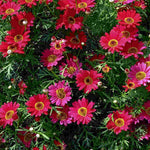 Hayloft Argyranthemum Collection - Marguerite Daisy Set Of 5 Young Plants