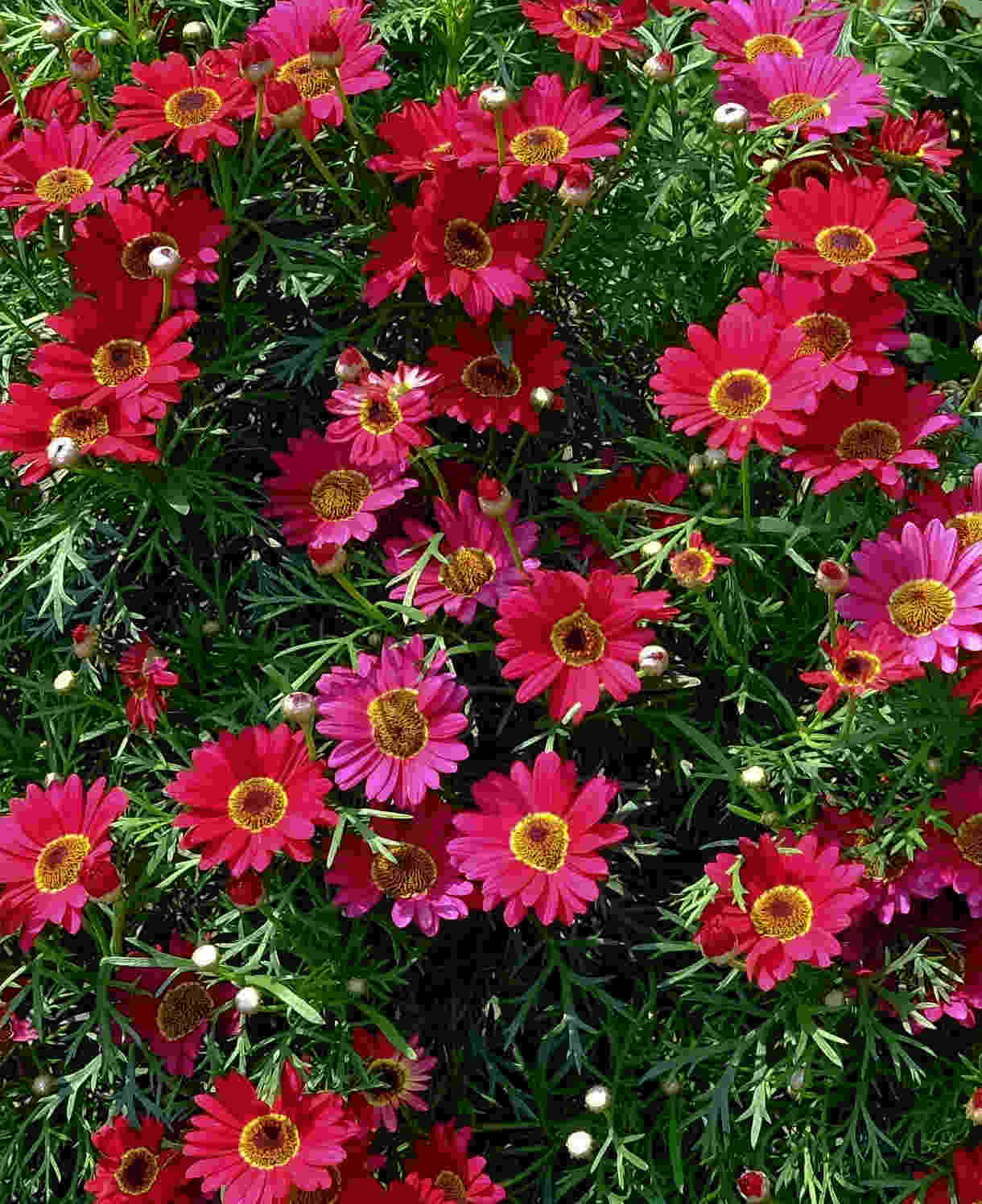 Hayloft Argyranthemum Collection - Marguerite Daisy Set Of 5 Young Plants