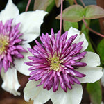 Hayloft Clematis ‘viennetta’ - 7cm pots