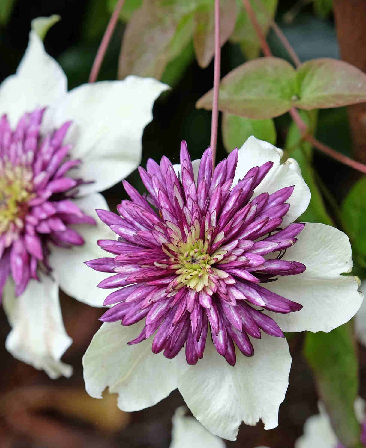 Hayloft Clematis ‘viennetta’ - 7cm pots
