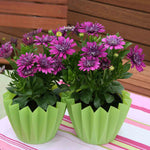 Osteospermum Dalina Double Purple Plug Plant | 6 x Plug Plants | Purple