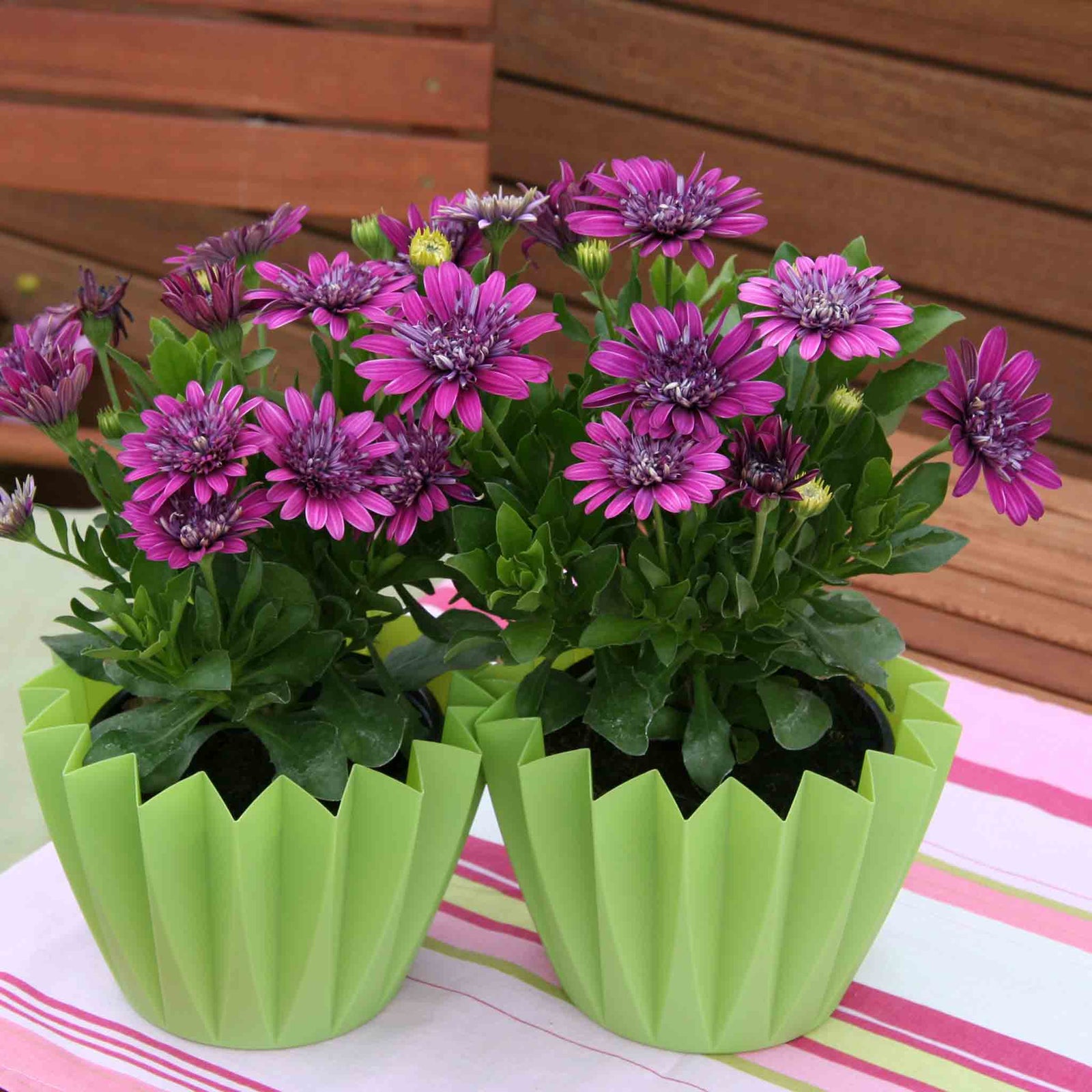 Osteospermum Dalina Double Purple Plug Plant | 6 x Plug Plants | Purple
