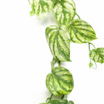180cm Artificial Trailing Hanging Devil's Ivy Plant Realistic