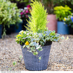 Rattan Design Planter (d30 X H25cm) | Set of 1