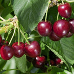 Direct Plants Prunus Regina Cherry Dwarf Patio Fruit Tree 3-4ft Supplied In A 5 Litre Pot