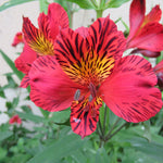 Hayloft Alstroemeria Majestic 'chinon' 3 X 9cm Pots