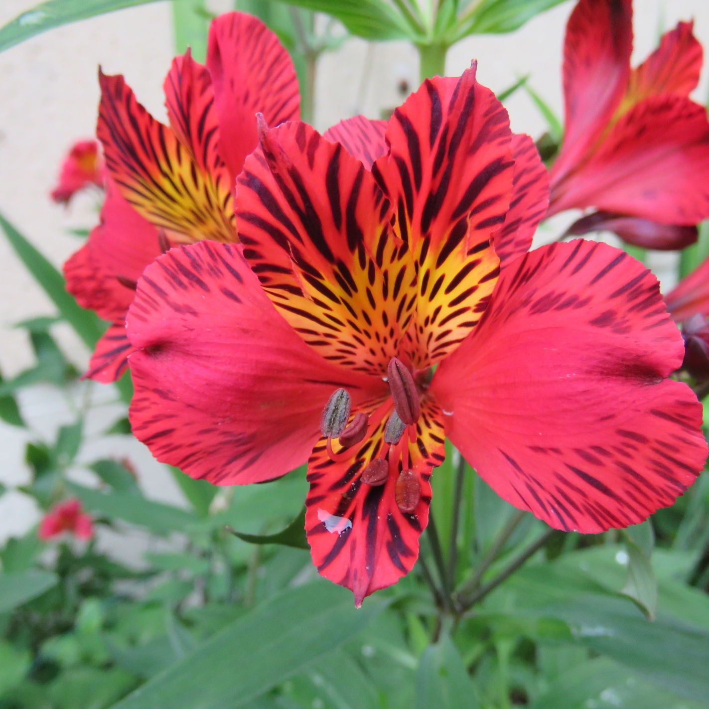 Hayloft Alstroemeria Majestic 'chinon' 3 X 9cm Pots