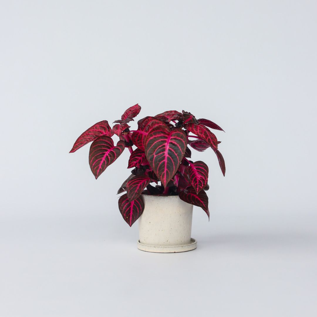 Bloodleaf Plant - Iresine Herbstii - Height 20-30cm - ⌀13cm | Set-of-1 | Red