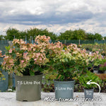 Hydrangea 'polestar' Compact Patio Shrub 50-90cm | 1 x 9cm | Multi Colour