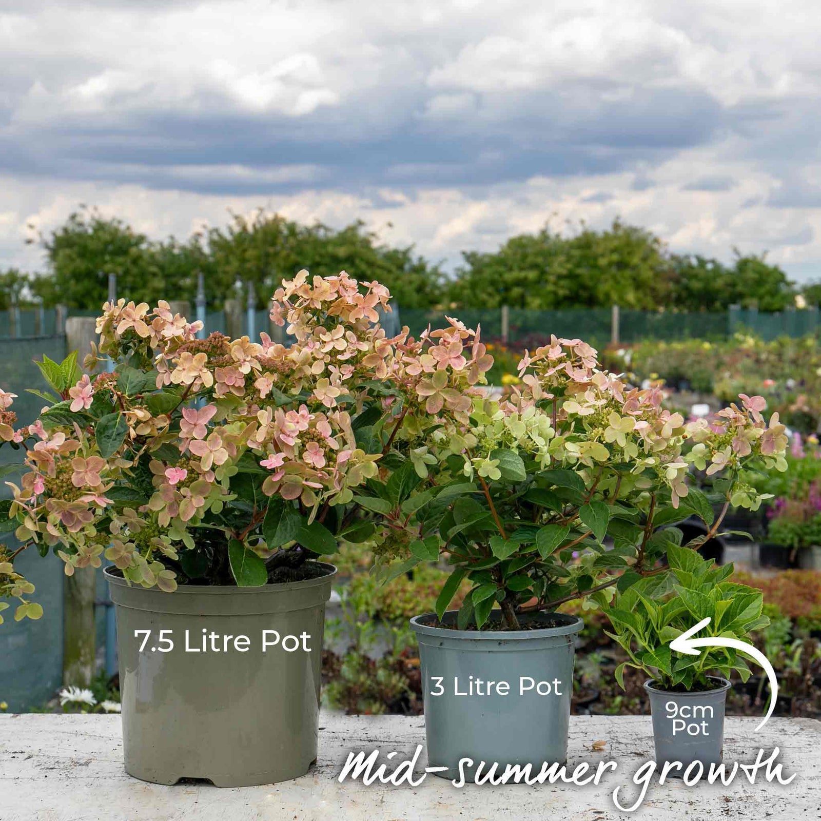 Hydrangea 'polestar' Compact Patio Shrub 50-90cm | 1 x 9cm | Multi Colour