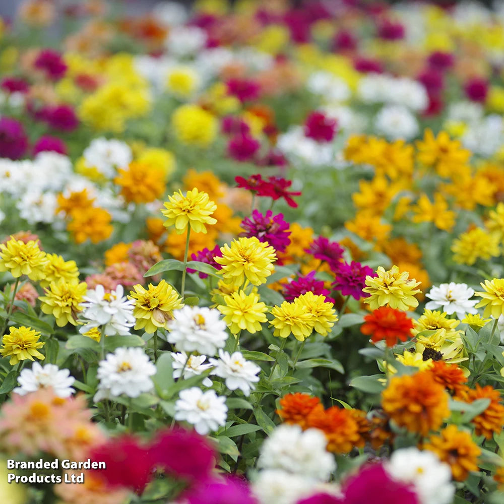 Zinnia 'profusion Mixed' - Garden Ready Plants | 12 x Garden Ready Plants