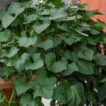 Sweet Potato 'orleans Orange'Plug Plants | Set of 5