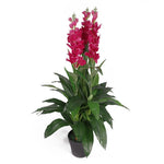 Artificial 100cm Pink Cymbidium Orchid Plant - Extra Large