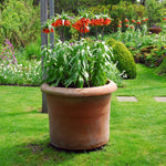 Snake's Head Fritillary - 3 Pcs. - Fritillaria Rubra - Flower Bulbs | Set-of-3 | Orange