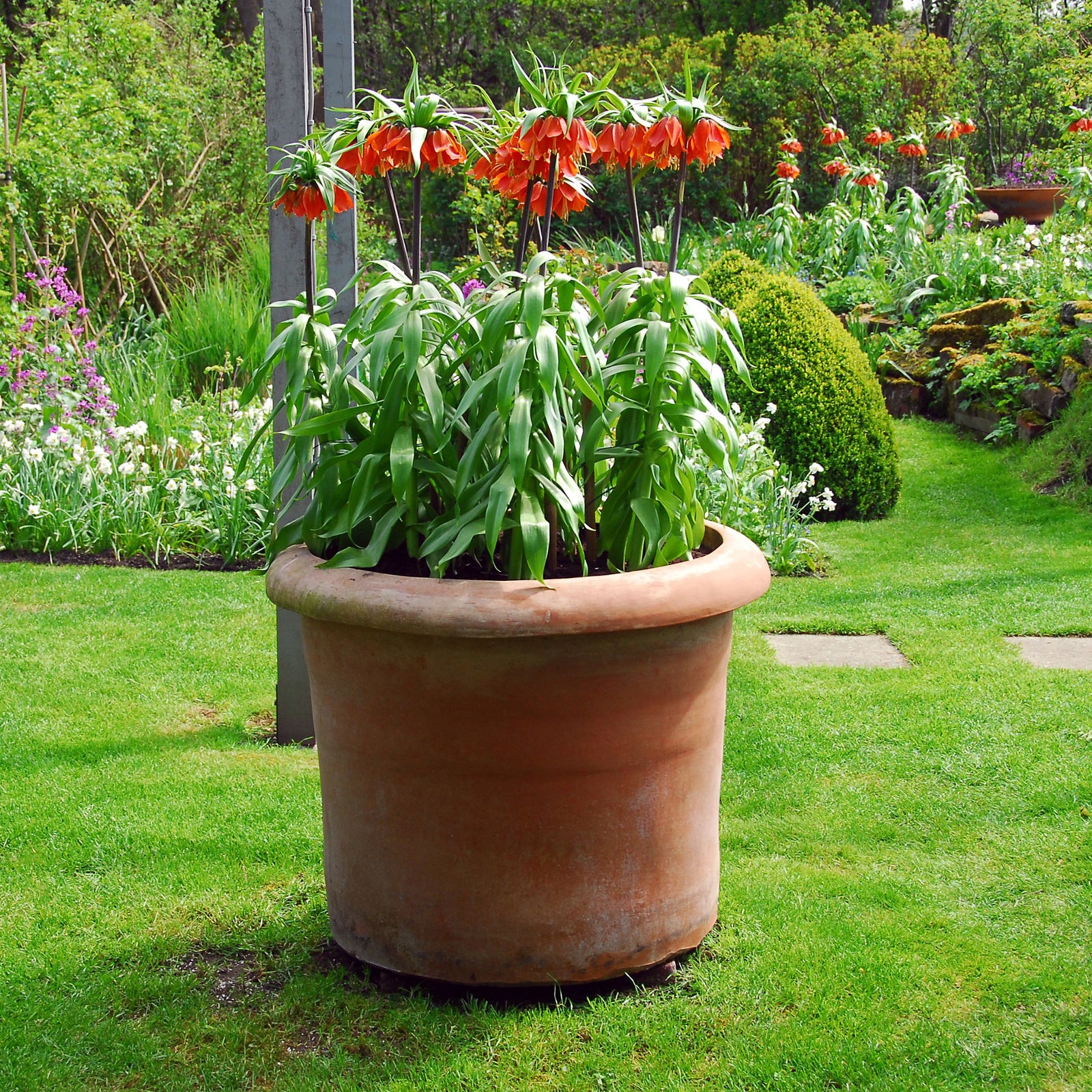 Snake's Head Fritillary - 3 Pcs. - Fritillaria Rubra - Flower Bulbs | Set-of-3 | Orange
