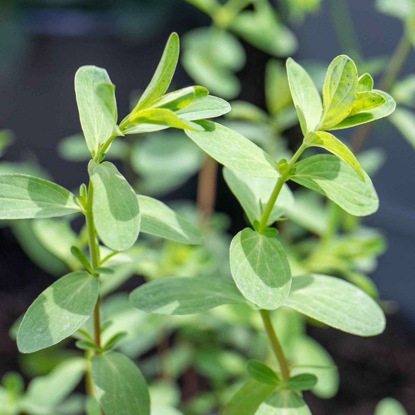 St Johns Wort 'hypericum Perforatum' | 3 x 9cm