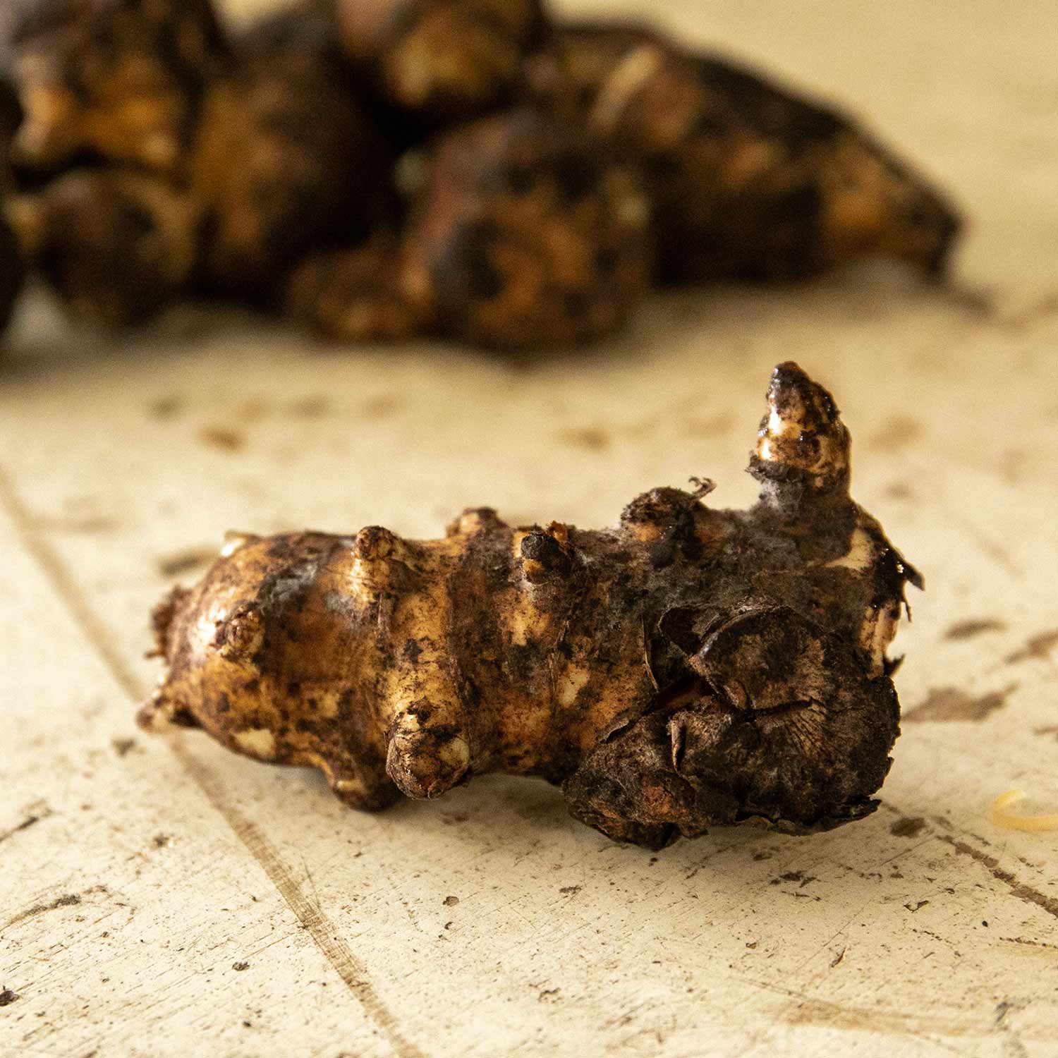 Jerusalem Artichoke 'fuseau' - Large Tubers | 10 x Bulbs | Brown