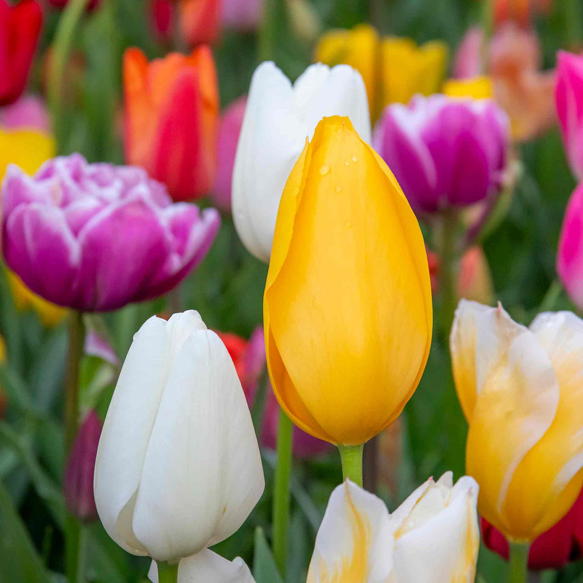 Tulip Bulbs Mixed Border Collection 50 Bulbs | 50 x Bulbs | Mixed