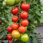 Cordon Tomato 'moneymaker' Seeds | 70 Seeds