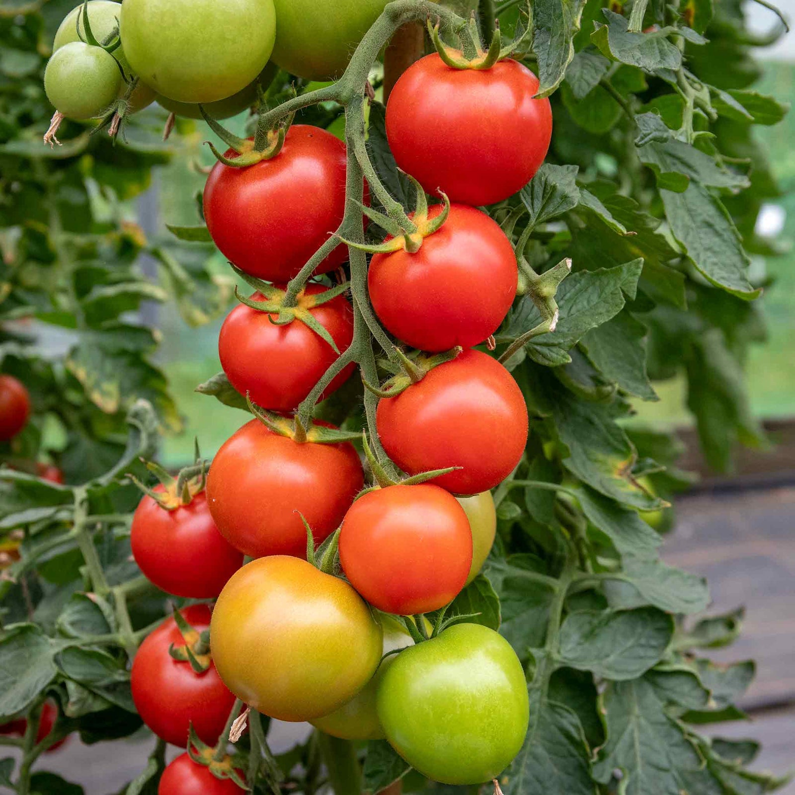 Cordon Tomato 'moneymaker' Seeds | 70 Seeds