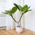 Frangipani - Plumeria Rubra 'pink' - Height 55-70cm - ⌀17cm | Set of 1 | Pink