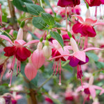 Fuchsia 'paula Jane' | 6 x Plug Plants | Pink & Purple