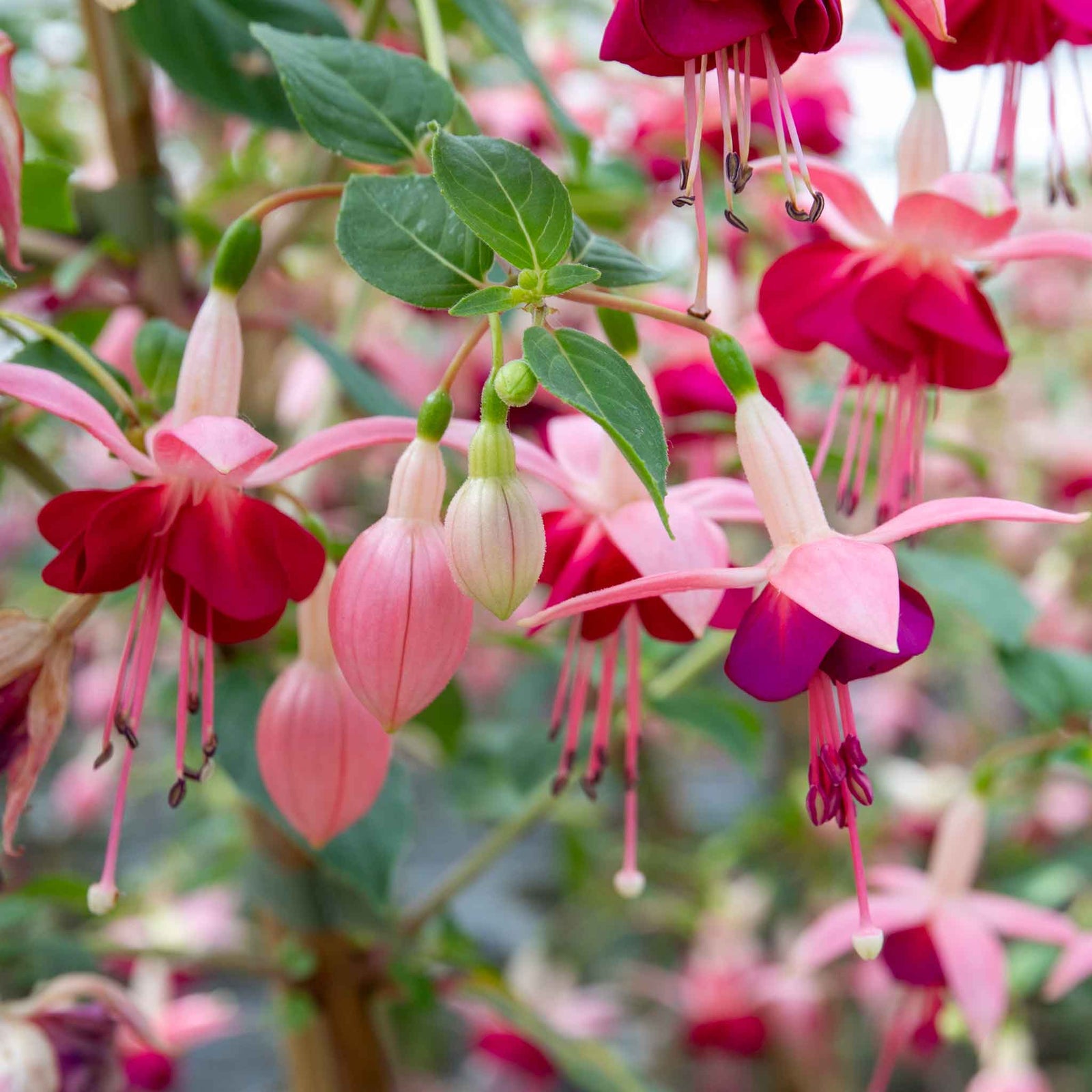 Fuchsia 'paula Jane' | 12 x Plug Plants | Pink & Purple