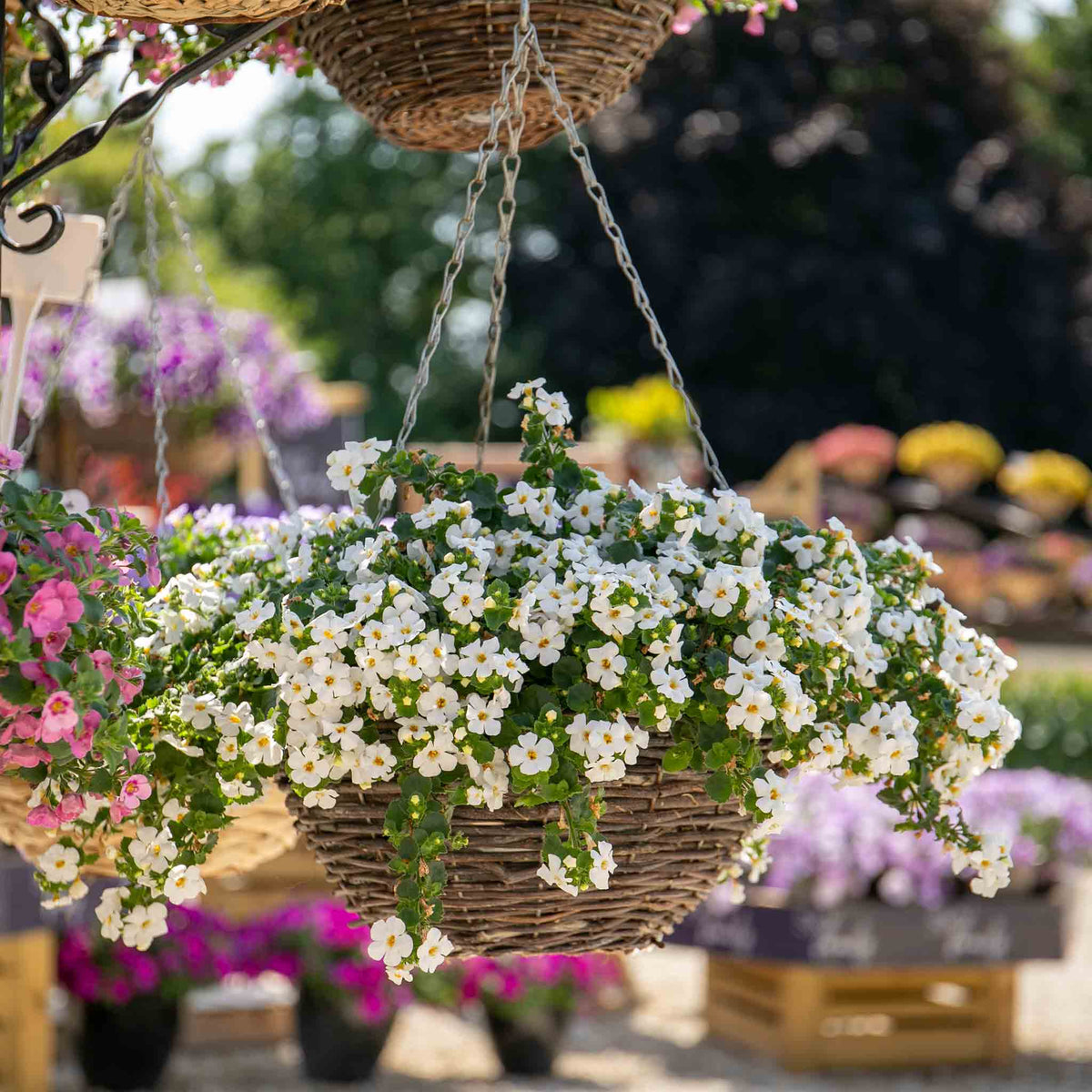 Bacopa 'megacopa White' - Extra-large White Flowers | 12 x Plug Plants | White