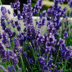 Hayloft Lavandula Blue Spear - English Lavander 5 X 1l Pots