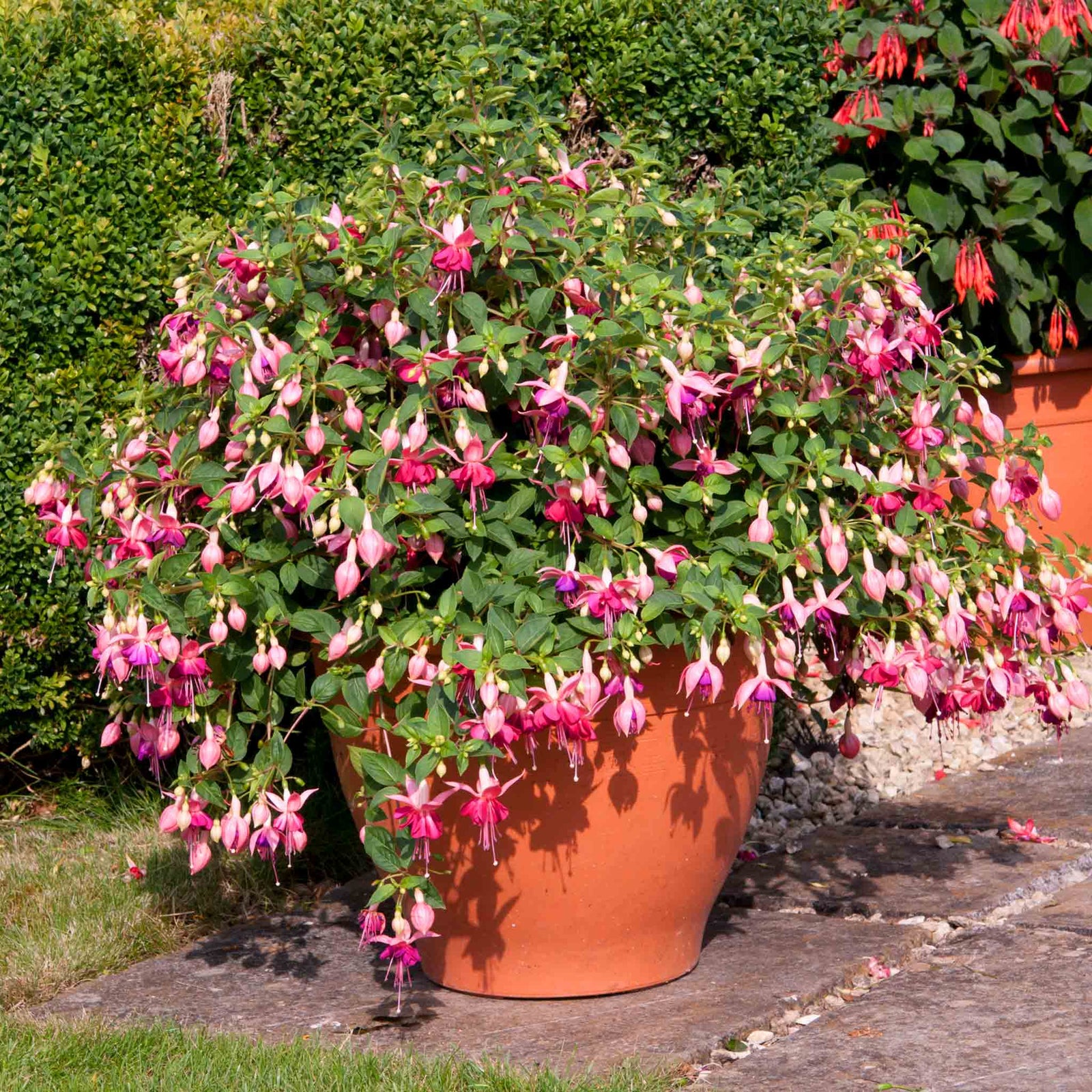 Fuchsia 'paula Jane' | 12 x Plug Plants | Pink & Purple