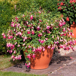 Fuchsia 'paula Jane' | 12 x Plug Plants | Pink & Purple