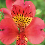 Hayloft Alstroemeria 'majestic Lire' - 3 X 9cm Pots