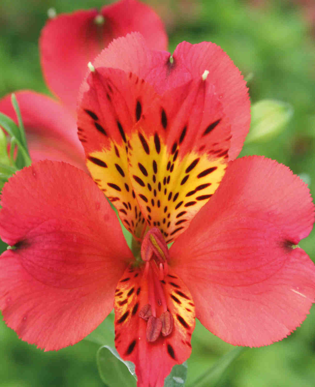 Hayloft Alstroemeria 'majestic Lire' - 3 X 9cm Pots