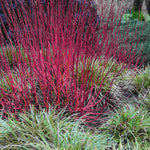 Cornus Alba Sibirica - Winter Red Stems - 9cm pot | 1 x 9cm | Cream