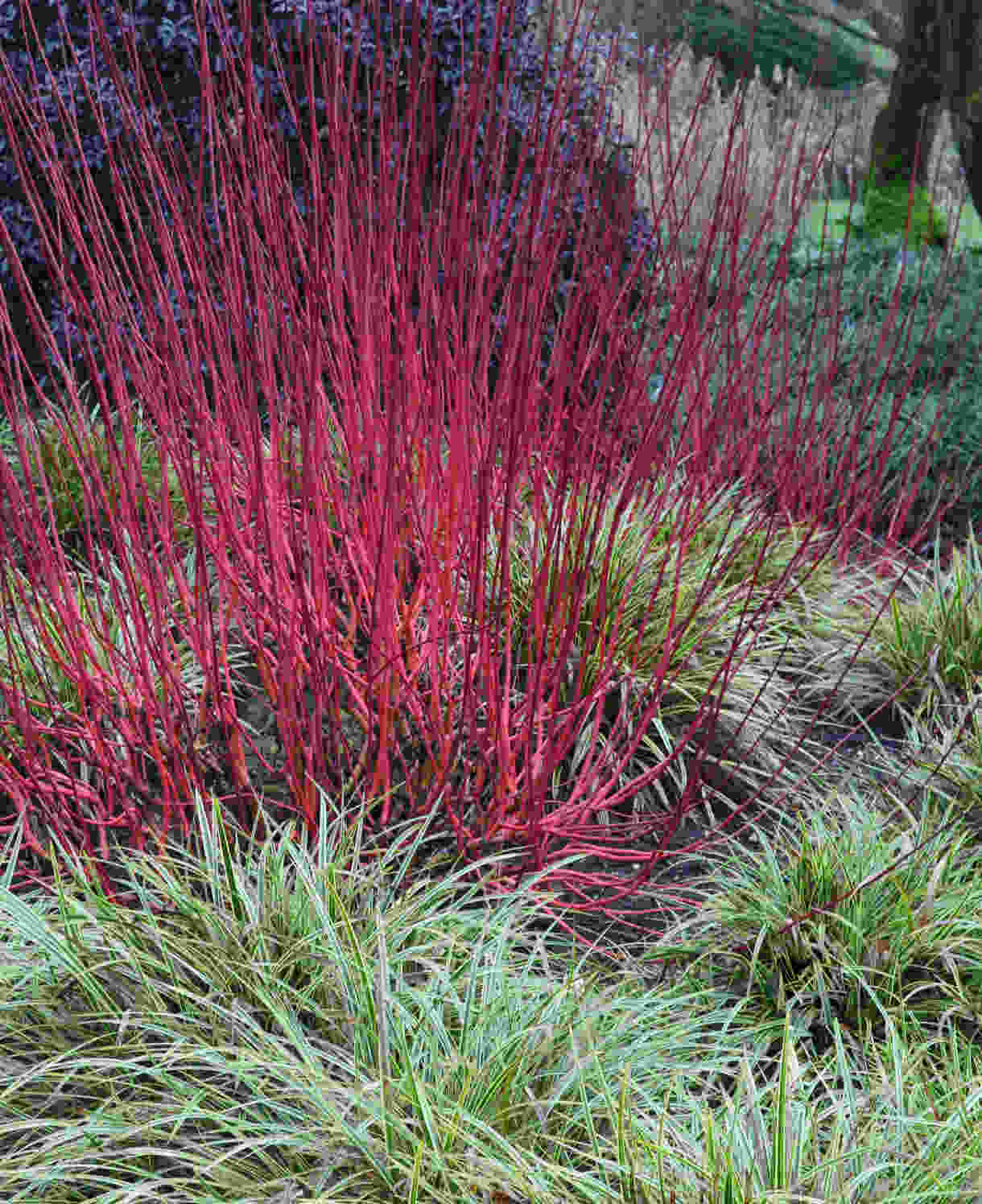 Cornus Alba Sibirica - Winter Red Stems - 9cm pot | 3 x 9cm | Cream