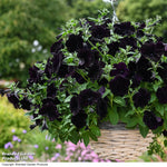 Easy Wave Navy Velour Petunia Garden Ready Plants - Deep Blue-purple Groundcover | 24 x Garden Ready Plants