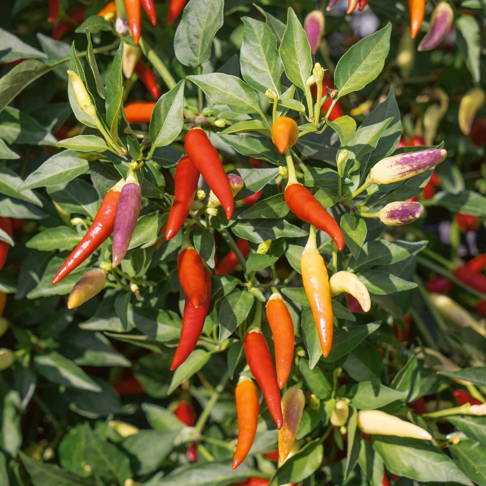 Chilli Plant 'basket Of Fire' — Compact, Colourful Fruits | 3 x 9cm | Multi