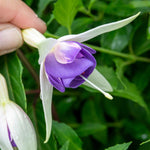 Fuchsia 'deltas Sarah' - Hardy Blue And White Flowering Fuchsia | 6 x Garden Ready Plugs | Blue & White